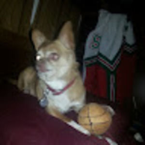 Meet your Posher, Sam